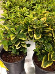 Soğuğa ve kara inat rengarenk açan çiçekler ısıtıveriyor içimizi. Yaz Kis Yesil Kalan Taflanlar Yesil Balkon Kis