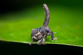 Image result for Cylindropsis