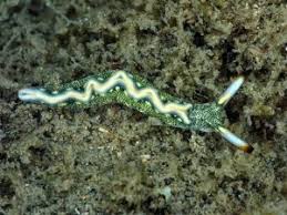 Image result for Isoglossa membranacea