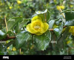 Image result for Berberis verruculosa