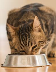 Humans, who are omnivores, have the physiological ability to turn plant proteins into the missing pieces needed for a complete amino acid profile. Why Cat Food And Dog Food Is Not The Same Hartz