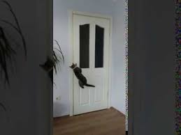 kedilerle basimiz dertte bizim evin halleri 1 01 04 2020 evler bas kedi