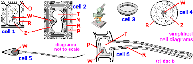 Check spelling or type a new query. Ks3 Biology Quiz On Cells And What Plant And Animal Organs Do 7a