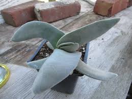 Image result for Crassula perfoliata