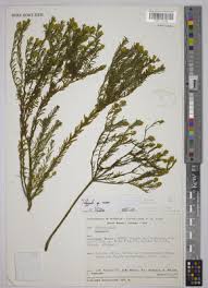 Image result for Polygala kalaboensis