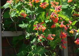 Check spelling or type a new query. Brown S Honeysuckle The Morton Arboretum