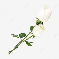 Jun 04, 2021 · resep bolu kukus mawar ekonomis lembut & empuk. Gambar Tumbuhan Bunga Sejambak Bunga Mawar Putih Yang Indah Masih Hidup Putih Kelopak Png Dan Clipart Untuk Muat Turun Percuma