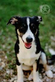 Underdog Is A 5 Month Old Male Border Collie Chihuahua Mix Puppy Looking For His Forever Home He Is Available Fo Chihuahua Mix Puppies Dog Adoption Puppies