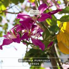 Image result for Bauhinia purpurea