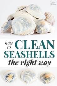 How To Clean Seashells The Right Way Decor By The Seashore Cleaning Sea Shells Oyster Shell Crafts Shell Crafts Diy