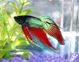Siamese Fighting Fish Picture 5 Of 8 Pictures And Images Siamese Fighting Fish Betta Betta Fish Care Betta Fish Fish