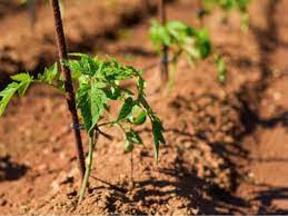 The tomato is one of the most commonly grown fresh market vegetables. Tomato Plant Spacing Space Requirements For Tomatoes