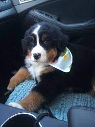 Browse thru bernese mountain dog puppies for sale near dallas, texas, usa area listings on puppyfinder.com to find your perfect puppy. Akc Bernese Mountain Dogs For Sale In Dallas Texas Classified Americanlisted Com