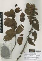 Image result for Agelanthus krausei