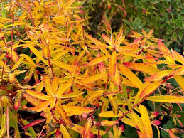 Image result for Geigeria filifolia