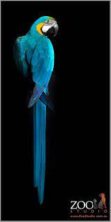 Blue And Gold Macaw Zoo Studios Animal Art Photography Animalphotography Parrots Art Blue And Gold Macaw Colorful Birds