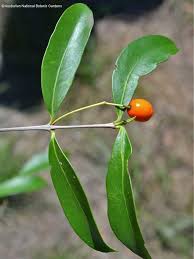 Image result for Elaeodendron