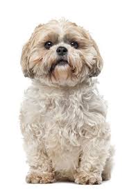 Shih Tzu 7 Years Old In Front Of A White Background Shihtzu Shih Tzu White Background Vertebrates