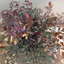 Image result for Rourea coccinea