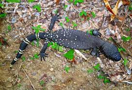 Check spelling or type a new query. Heloderma Charlesbogerti The Reptile Database
