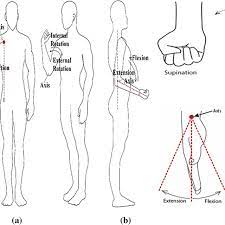 Check spelling or type a new query. Schematic Diagram Of A Shoulder Flexion Extension Abduction Adduction Download Scientific Diagram