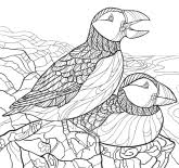 Browse our images of unicorns, penguins, foxes, and other popular animals below and get the pdf instantly for the pages you like. America S Favorite Birds Coloring Page Downloads Cornell Lab Publishing Group