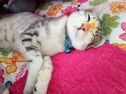 Kucing maine coon merupakan salah satu jenis? Kucing Selsema Teruk
