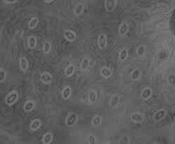 Image result for Zanha golungensis