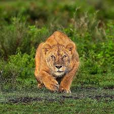 Photo By Mohan Thomas Lion Stalking Ndut Wildlife Lion Animal Stalking Photographywildlife Wildlife Animals Animals Dangerous Animals