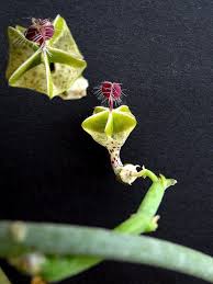 Image result for Ceropegia haygarthii