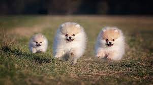 Cute little pomeranian puppy wearing red bow. Pomeranian Prices How Much Do Pomeranian Puppies Cost