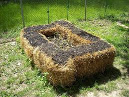 The problem with growing corn in a straw bale garden is it will get too tall which will lead to either the corn breaking off from lack of support, or it destroying the straw bale under the weight of the plant. Straw Bale Gardening Complete Beginner S Guide Long Read