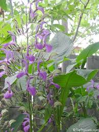 Image result for Brillantaisia cicatricosa