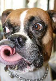 Lip Smacking Boxer Funny Bizarre Amazing Pictures Videos Boxer Dogs Funny Animals Boxer