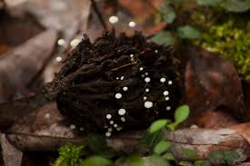 Image result for Strobilurus conigenoides