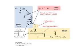 Image result for Anticoagulation Pathway