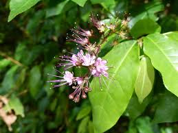 Image result for Hirtella zanzibarica