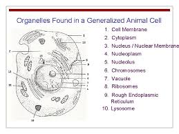 The structure of generalized cell differs for plant and animal due to the presence and absence of certain parts or organelles. Cell Structure And Function The Basic Unit Of