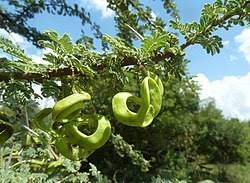 Image result for Acacia quiterajoensis