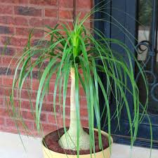Watering your ponytail palm will depend a lot on seasons. Cottage Farms Direct Annuals Ponytail Palm