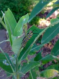 Monarch Caterpillars Chewing On Milkweed In Our Butterfly Garden You Can Actually Hear The Caterpillars Munching Plant Leaves Butterfly Garden Garden
