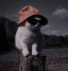 Pin By Em On My Aesthetic Cat Post Animals Pets