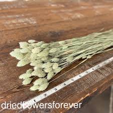 Image result for Phalaris