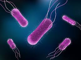 Salmonella are usually transmitted to humans by eating foods contaminated with animal feces. Scientists Figure Out Salmonella Bacteria Infect Plants Tech Explorist