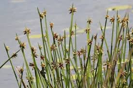 Image result for Schoenoplectiella