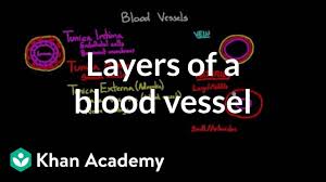 Blood vessels and lymph nodes. Human Biology Blood Vessels Pathwayz