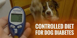 Generally speaking, diabetic dog food that is higher in fiber and lower in sugar is preferred for treatment of canine diabetes. Controlled Diet For Diabetes In Dogs Full Guide