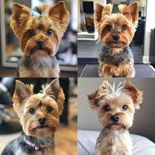 Image result for yorkshire haircut