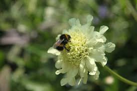 Image result for Cephalaria pungens