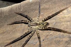 Sie ist die giftigste spinne der welt, oft auch als bananenspinne bekannt. Bananenspinnen Phoneutria Jagdspinnen Giftspinnen